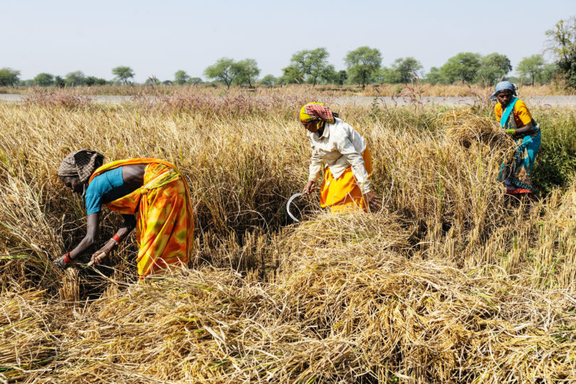 telanganagovtexpectsrecordfoodgrainproductionthisyear